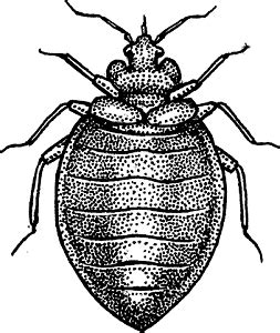 bed bug meaning in marathi|bed bug .